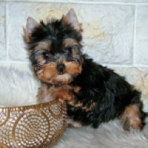 Yorkshire Terrier Welpe zu verkaufen