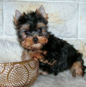 Yorkshire Terrier puppy for sale