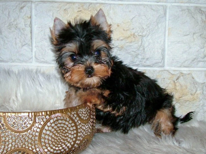Yorkshire Terrier puppy for sale