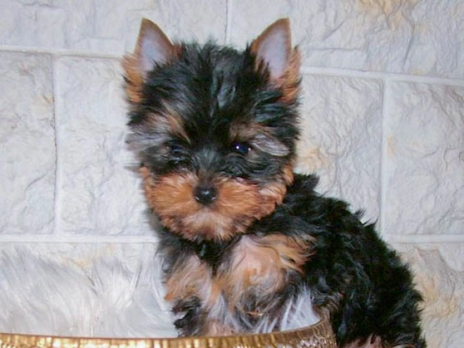 Yorkshire Terrier puppy for sale