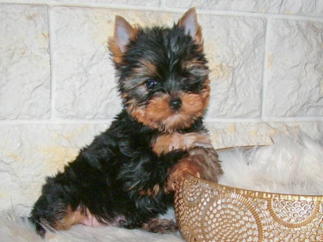 Yorkshire Terrier puppy for sale