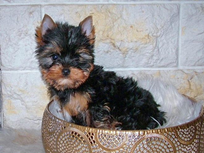 Yorkshire Terrier puppy for sale
