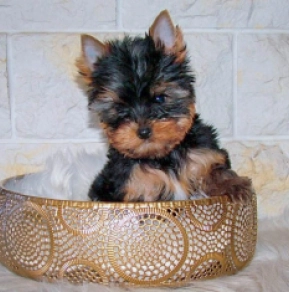Yorkshire Terrier puppy for sale