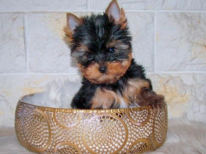 Yorkshire Terrier puppy for sale