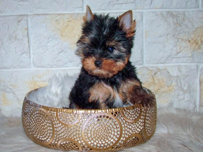 Yorkshire Terrier puppy for sale