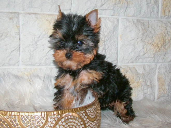 Yorkshire Terrier puppy for sale