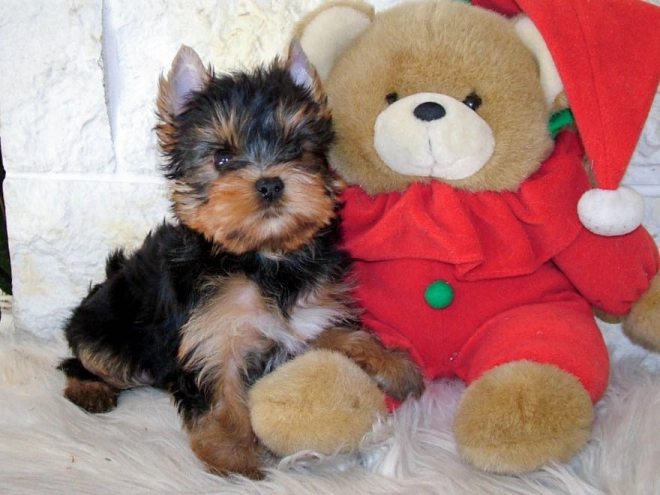 Yorkshire Terrier puppy for sale