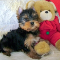 Yorkshire Terrier Welpe zu verkaufen