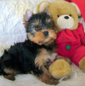 Yorkshire Terrier puppy for sale