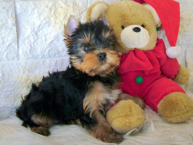 Yorkshire Terrier puppy for sale