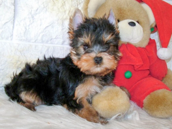 Yorkshire Terrier puppy for sale