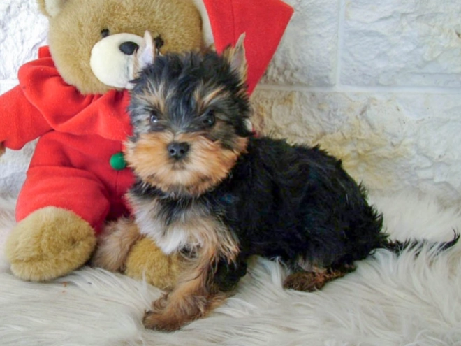 Yorkshire Terrier puppy for sale
