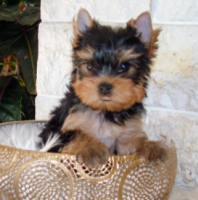 Yorkshire Terrier puppy for sale