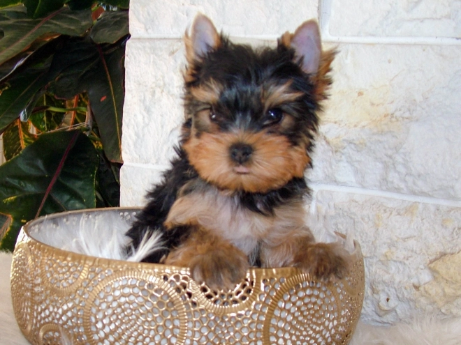 Yorkshire Terrier puppy for sale