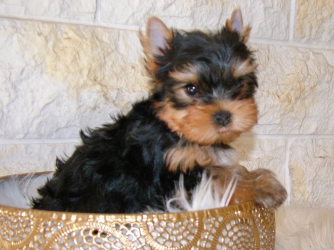Yorkshire Terrier puppy for sale