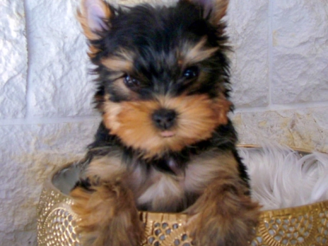 Yorkshire Terrier puppy for sale
