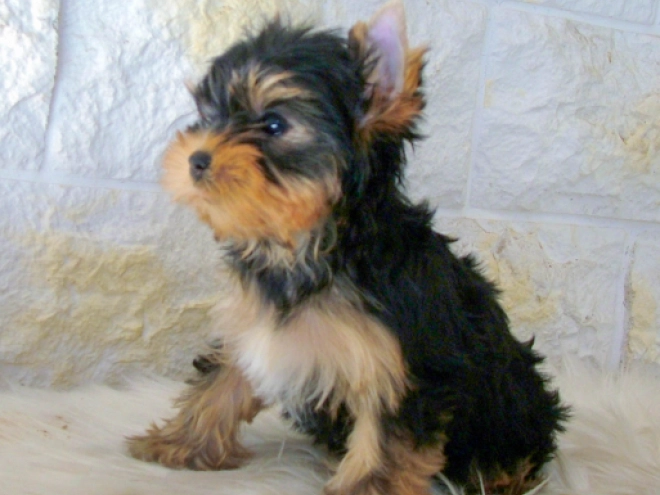 Yorkshire Terrier puppy for sale