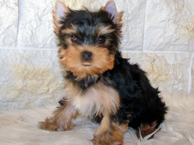Yorkshire Terrier puppy for sale