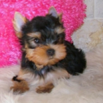 Yorkshire Terrier Welpe zu verkaufen