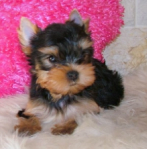 Yorkshire Terrier puppy for sale