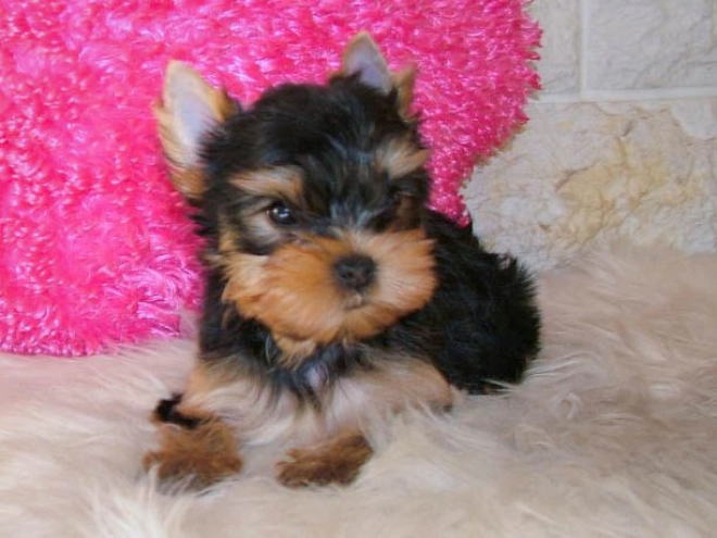 Yorkshire Terrier puppy for sale