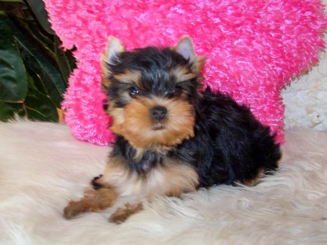 Yorkshire Terrier puppy for sale