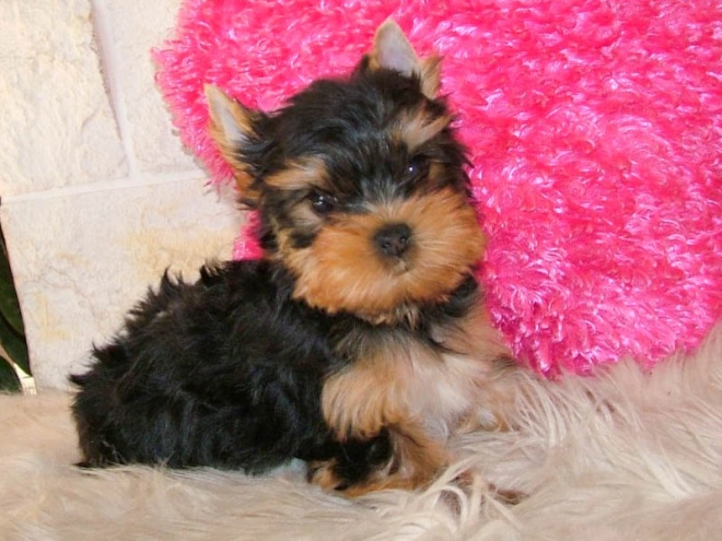 Yorkshire Terrier puppy for sale