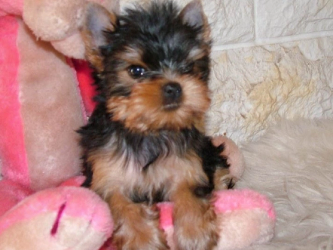 Yorkshire Terrier puppy for sale