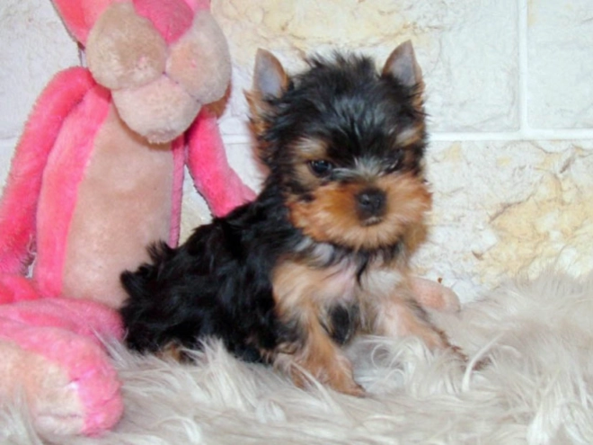 Yorkshire Terrier puppy for sale