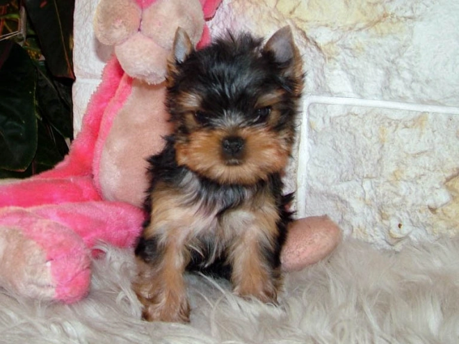 Yorkshire Terrier puppy for sale