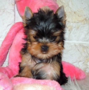 Yorkshire Terrier puppy for sale