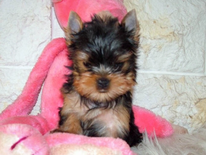 Yorkshire Terrier puppy for sale