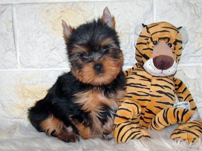 Perros Yorkshire Terrier en venta