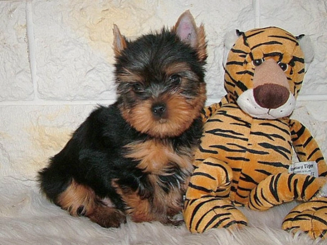 Perros Yorkshire Terrier en venta