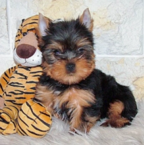 Yorkshire Terrier puppy for sale