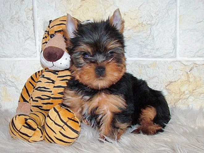 Perros Yorkshire Terrier en venta
