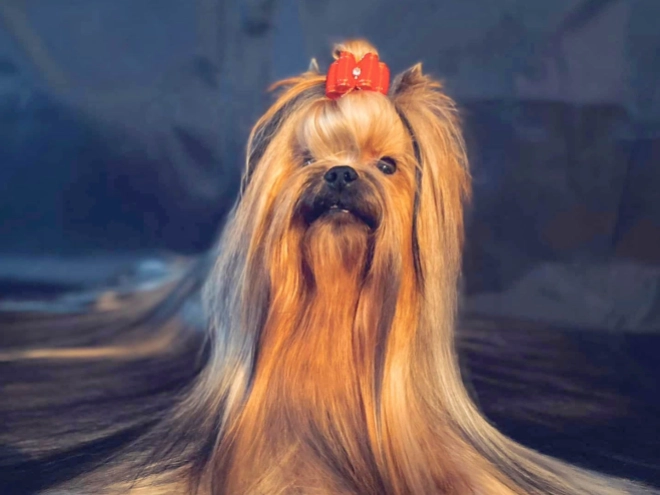 Yorkshire Terrier puppy for sale