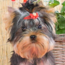 Manny, blue and tan Yorkshire Terrier Welpen kaufen