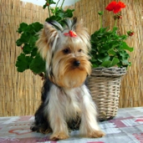Lov-a-Lot, blue and tan Yorkshire Terrier Welpen kaufen