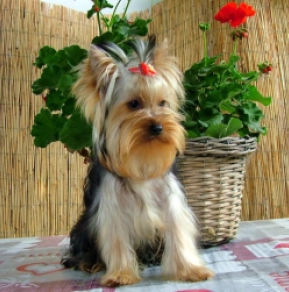 Yorkshire Terrier Welpe kaufen