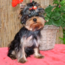 Sting, blue and tan Yorkshire Terrier Welpen kaufen