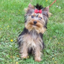 Carson, blue and tan Yorkshire Terrier Welpen kaufen