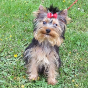 Yorkshire Terrier Welpe kaufen