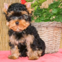 Micro, blue and tan Yorkshire Terrier Welpen kaufen