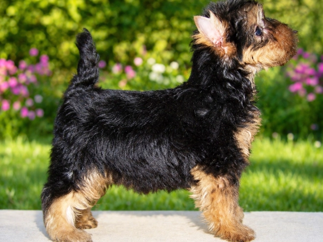 Yorkshire Terrier Welpe kaufen