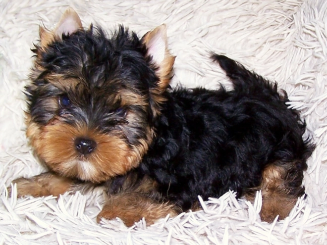 Yorkshire Terrier Welpe kaufen