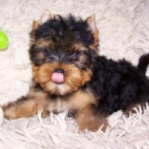 Inch, blue and tan Yorkshire Terrier for sale