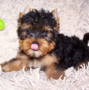 Yorkshire Terrier Welpe kaufen