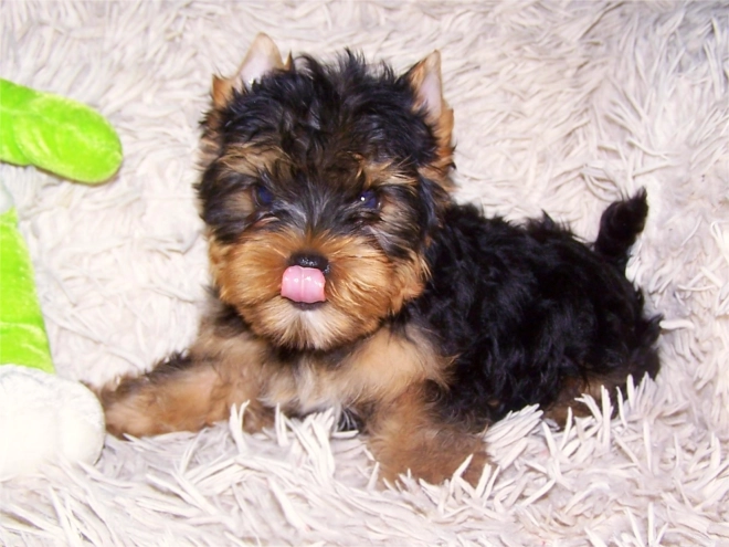 Yorkshire Terrier Welpe kaufen