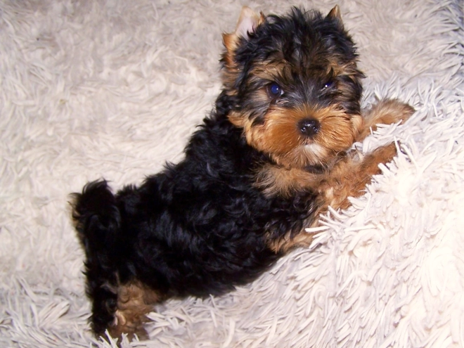 Yorkshire Terrier Welpe kaufen